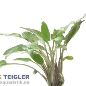 Kracherpreis Roter breitblättriger Wasserkelch, Cryptocoryne undulatus red, im Topf